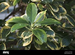 Image result for New Zealand Laurel