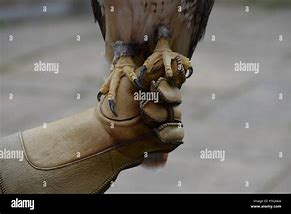 Image result for Skeleton Hawk Talons