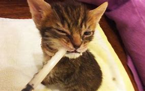 Image result for Weaning Kittens