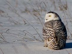 Image result for Tundra Forest Animals