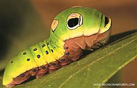 Image result for Baby Face Bug