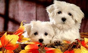 Image result for Thanksgiving Puppy Banner