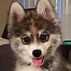 Image result for Husky Mix Dogs