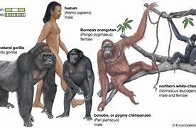 Image result for Ape Species List