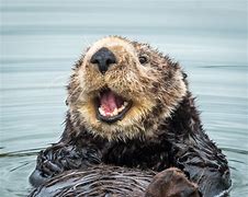 Image result for Sea Otter