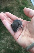 Image result for Newborn Baby Vole