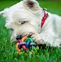 Image result for Poodle Terrier Mix