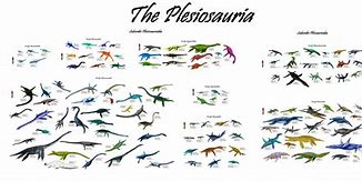 Image result for Petauridae