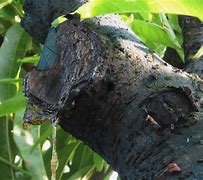 Image result for Peach Tree Sap