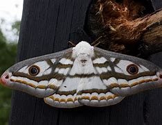 Image result for Australian Moth