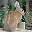 Image result for brown hare baby