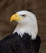 Image result for Bald Eagle Getty Images