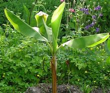 Image result for Banana Palm Tree