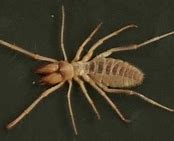 Image result for Giant Desert Spider