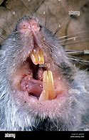 Image result for Rat Incisors