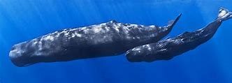 Image result for Whale in Deep Sea