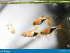 Image result for Neon Aquarium Fish