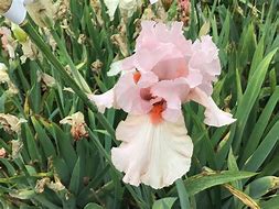 Image result for Bearded Iris by Name