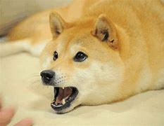 Image result for Yaco Doge GIF