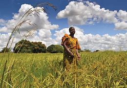 Image result for Africa Farmland