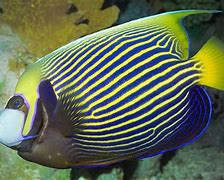 Image result for Black Angelfish Saltwater