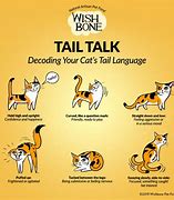 Image result for Cat Chases Tail