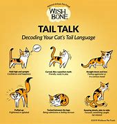 Image result for Cat Flat Tail