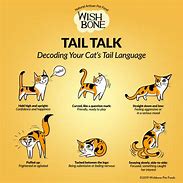 Image result for Cat Tail Hanging Down