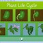 Image result for Plant Circle