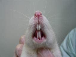 Image result for Rat with Teeth