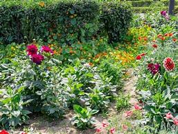 Image result for How to Plant Dahlia Bulbs