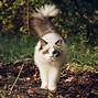 Image result for Large Ragdoll Cat