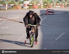 Image result for Human Riding a Monkey