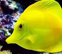 Image result for Yellow and Black Saltwater Fish