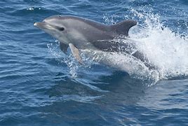 Image result for Blunt Nose Dolphin