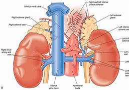 Image result for Adrenal Artery