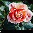 Image result for 70th Birthday Rose Bush