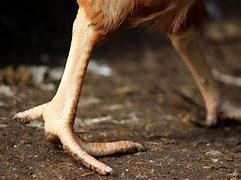 Image result for Chicken Feet Alive