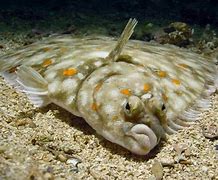 Image result for Flounder Kosher