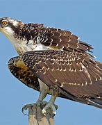 Image result for V1.0 Osprey