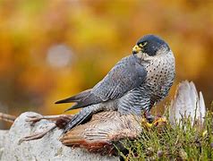 Image result for Falcon Bird Identification