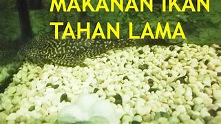 Image result for Pelet Makanan Ikan