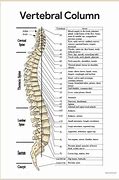 Image result for Spinal Chart Hand Out