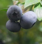 Image result for Chandler Blueberry