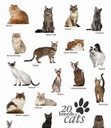 Image result for 20 Cats