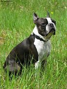 Image result for Boston Terrier