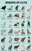 Image result for Top 10 Best Cat Breeds