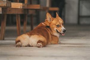 Image result for Corgi Playing