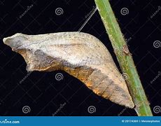 Image result for Pupa of Swallotail