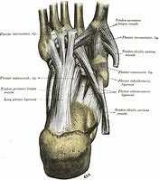 Image result for Intertarsal Articulations